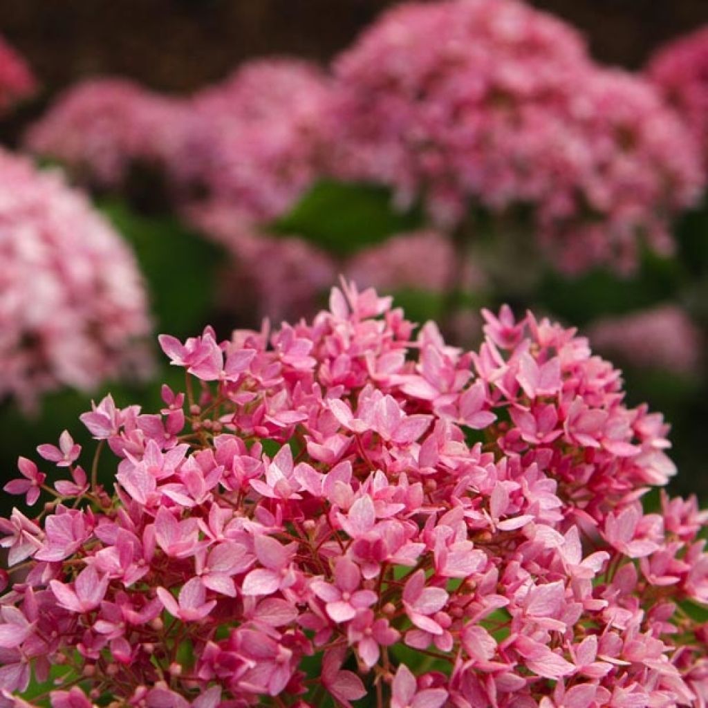 Hortensia - Hydrangea arborescens Bella Anna