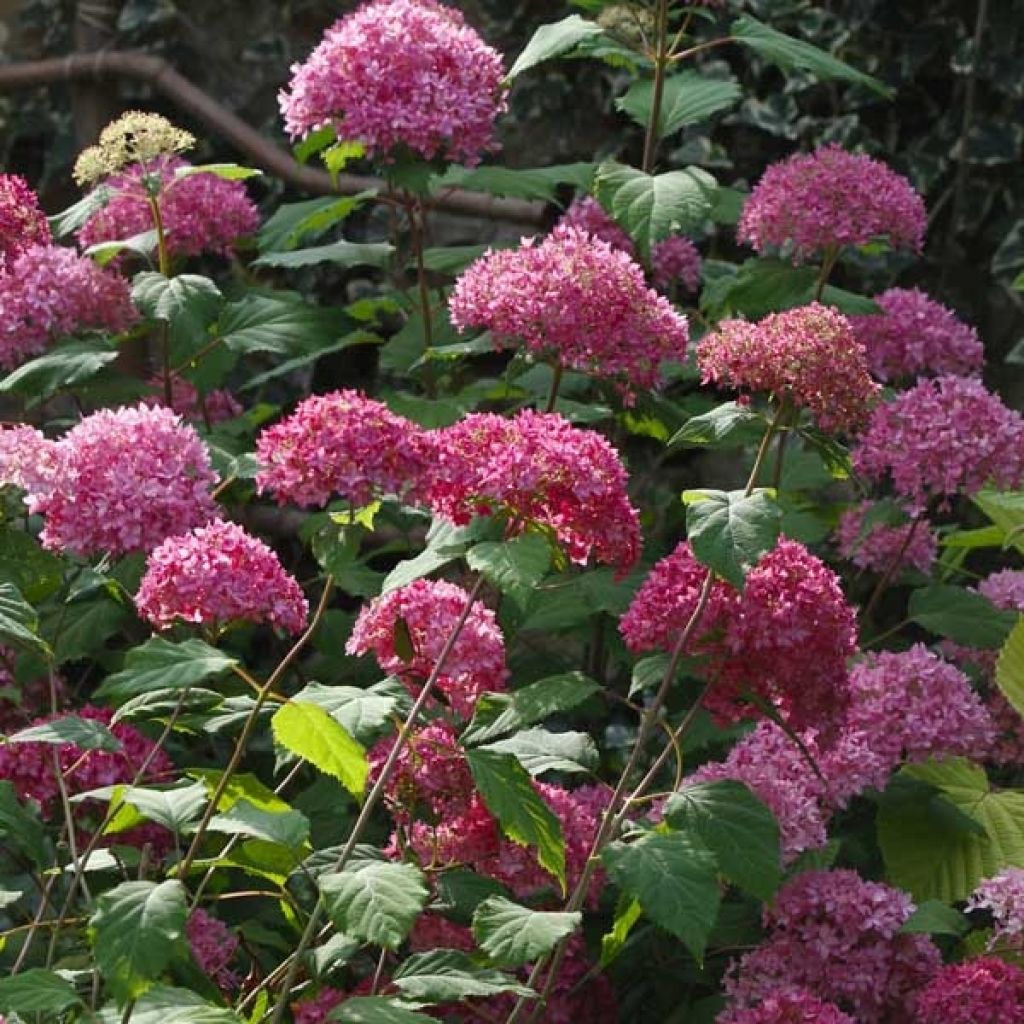 Hortensia - Hydrangea arborescens Bella Anna