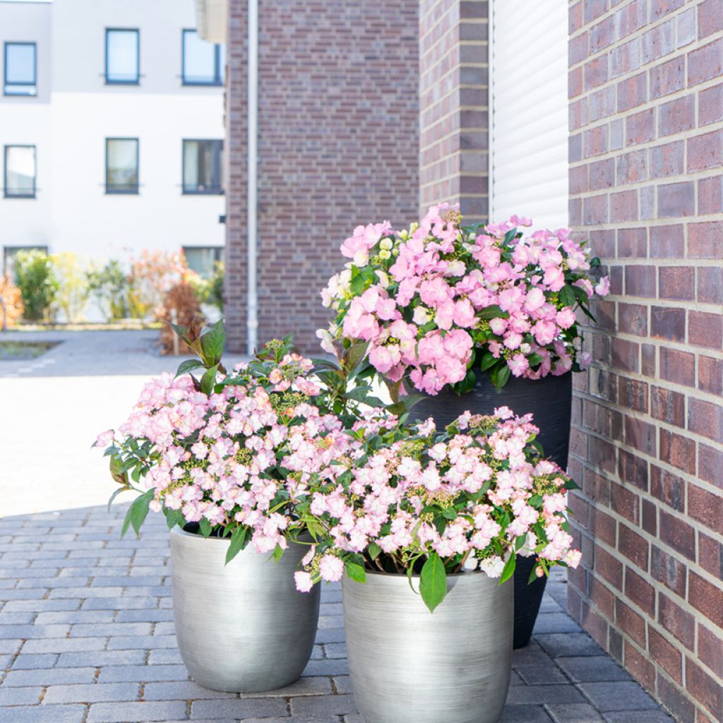 Hortensia macrophylla Bloombuster rosa - Hydrangea