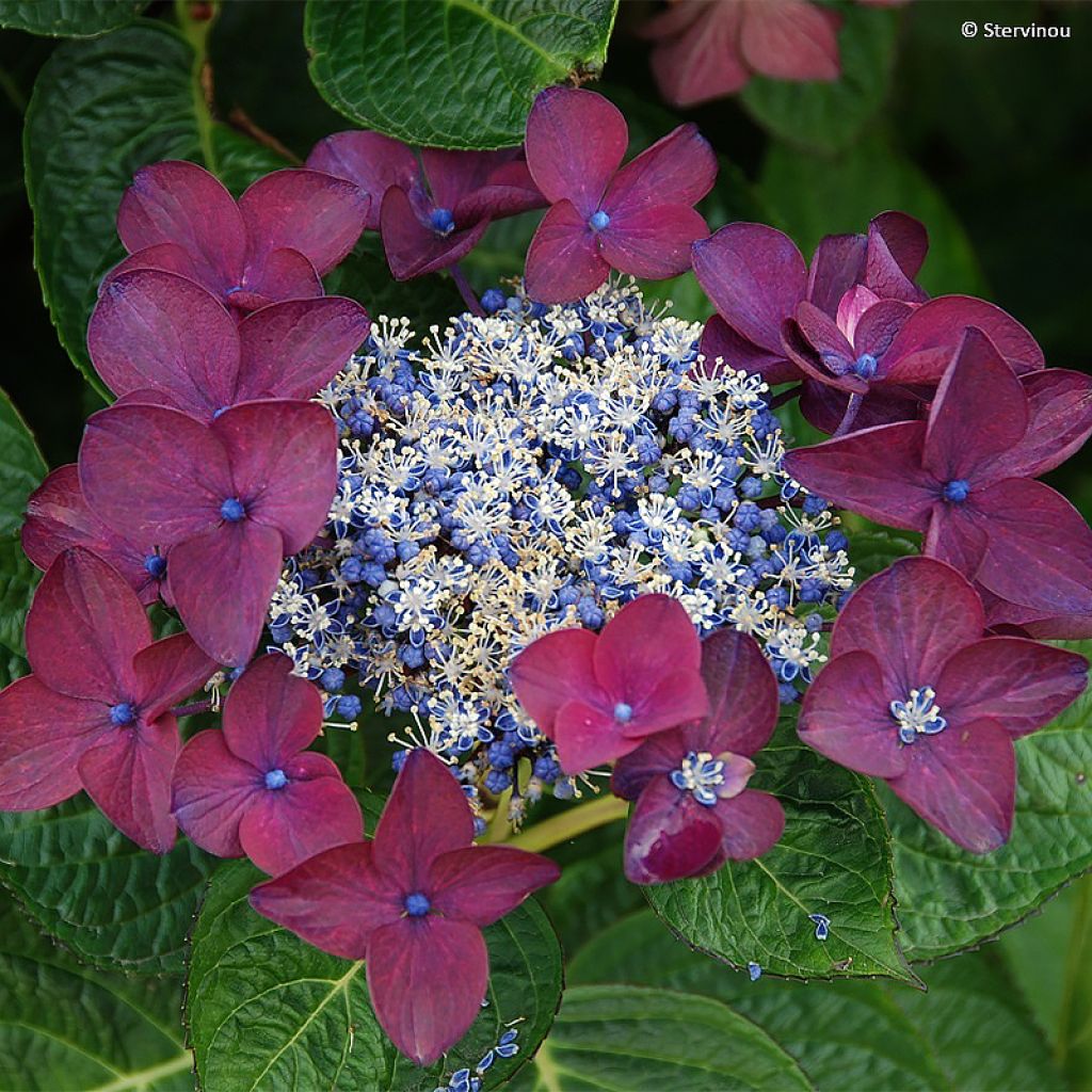 Hortensia - Hydrangea macrophylla Buchfink