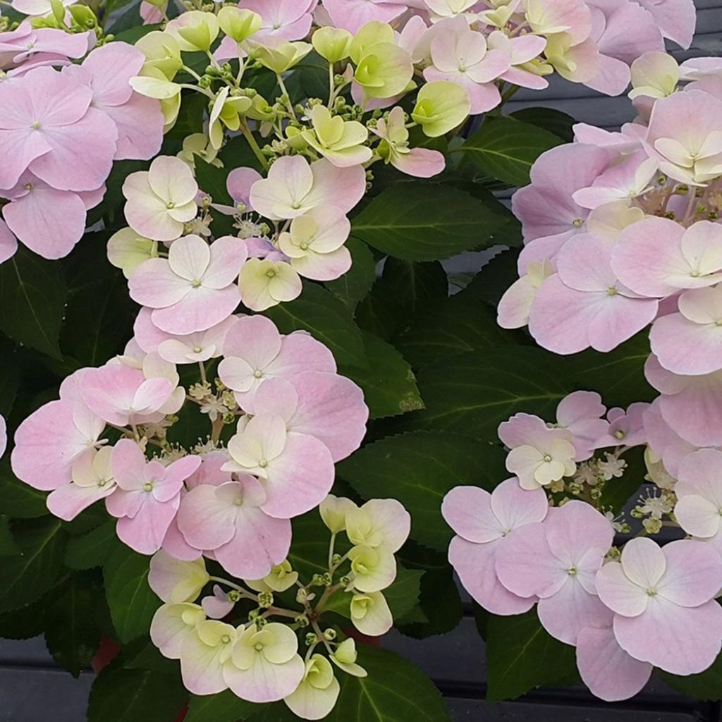 Hortensia - Hydrangea French Bolero