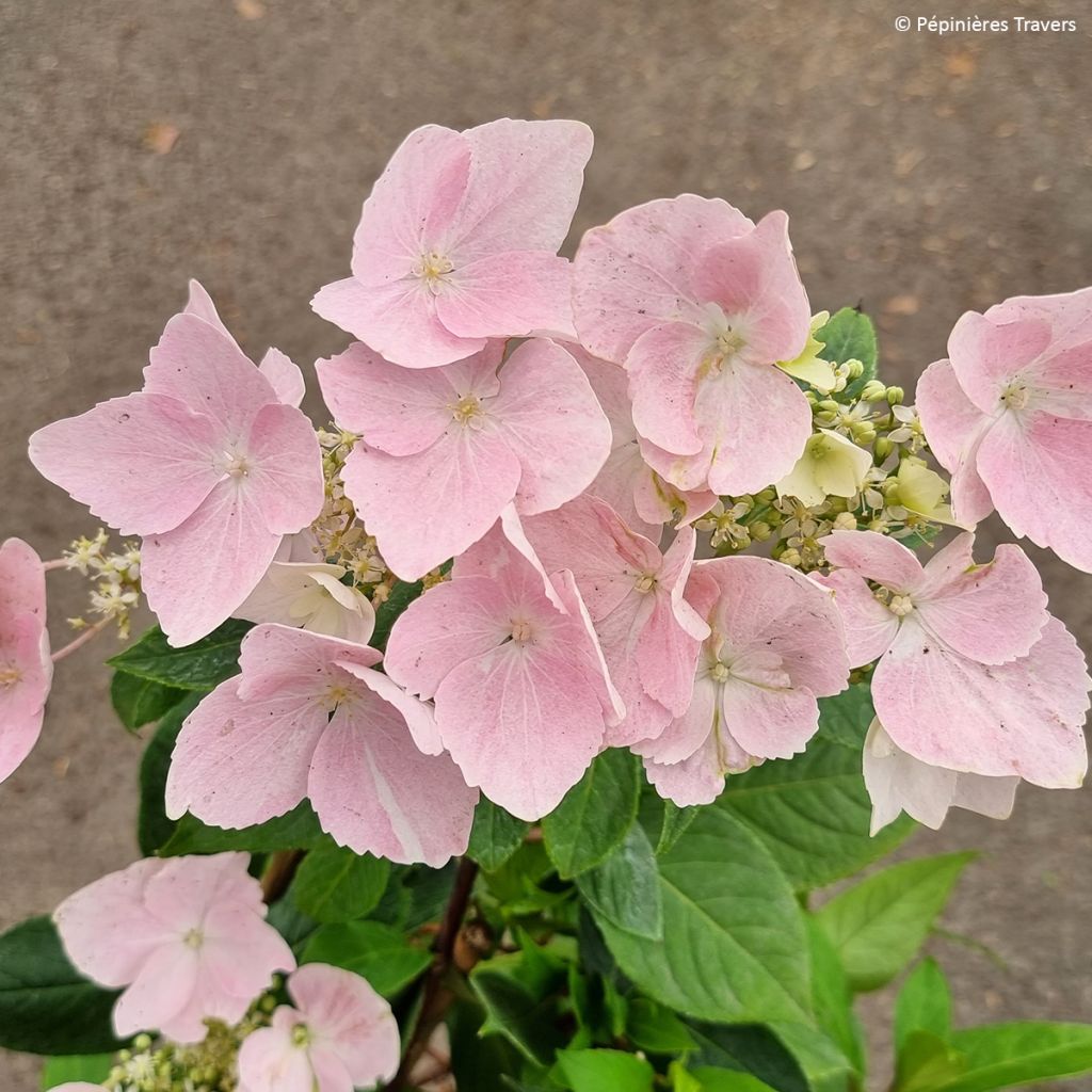 Hortensia Renaissance - Hydrangea