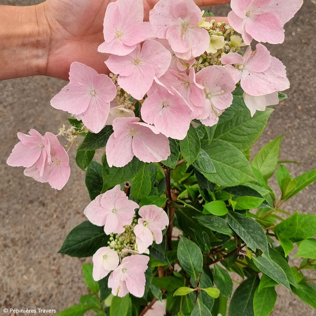 Hortensia Renaissance - Hydrangea