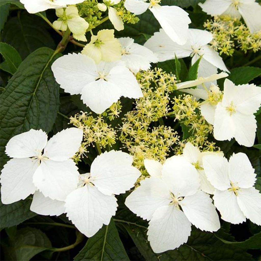 Hortensia - Hydrangea angustipetala Golden Crane