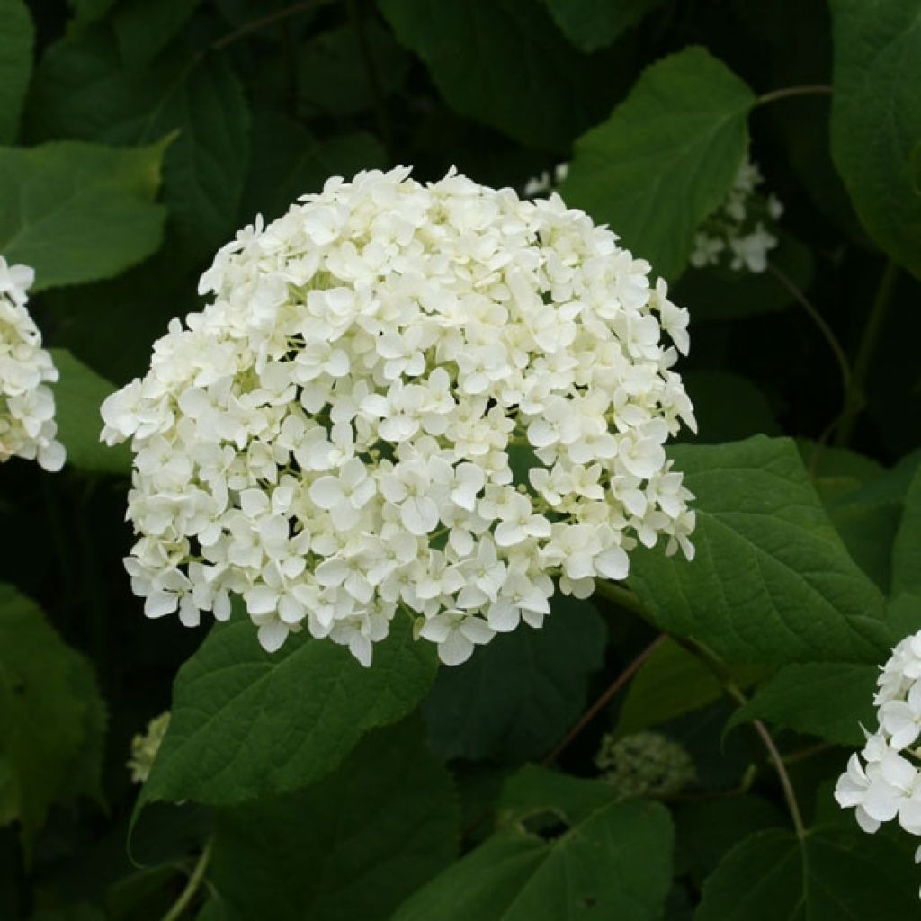 Hortensia arborescens Annabelle