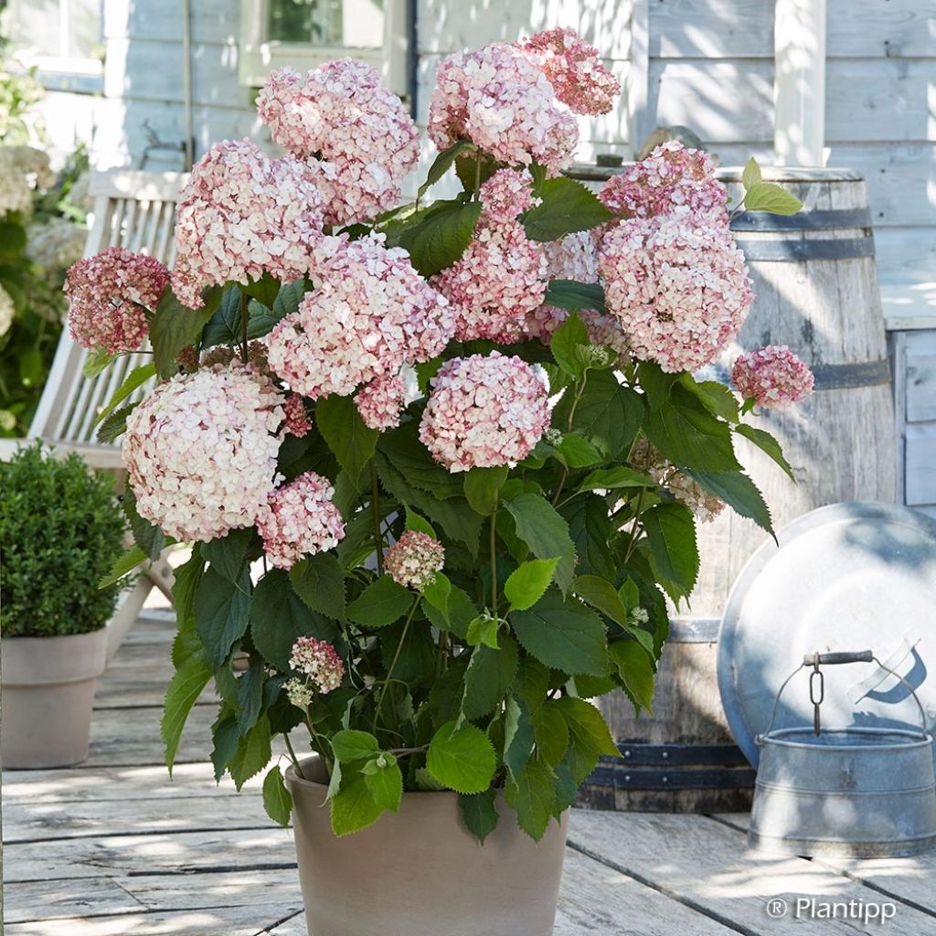 Hortensia arborescens Candybelle Bubblegum