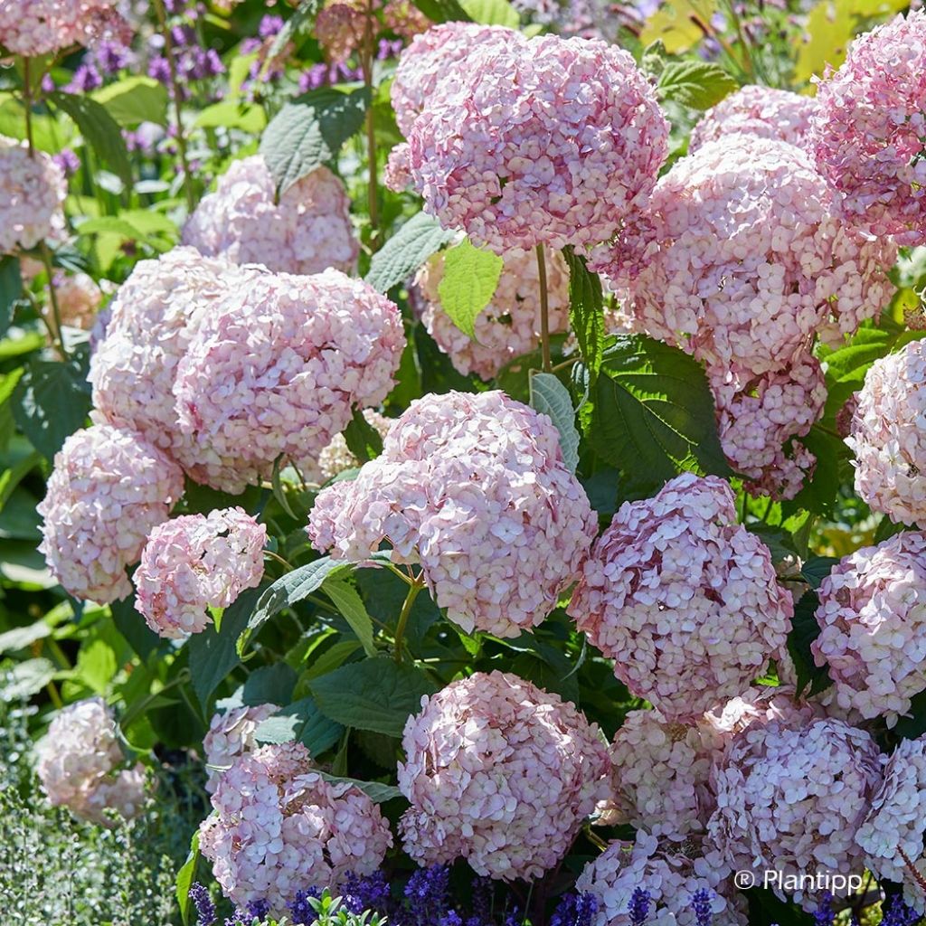 Hortensia arborescens Candybelle Bubblegum