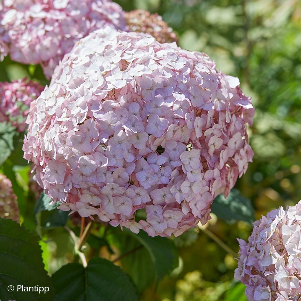 Hortensia arborescens Candybelle Bubblegum