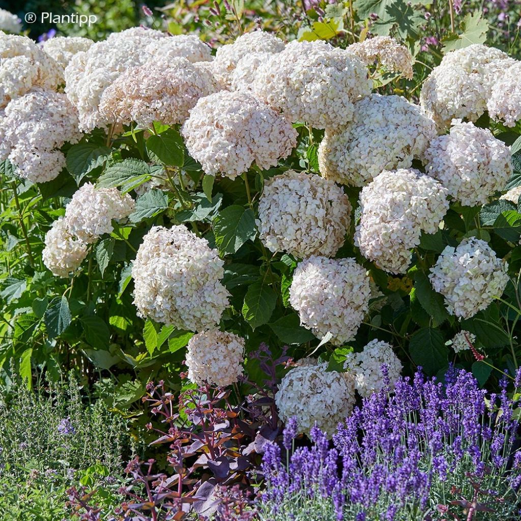 Hortensia - Hydrangea arborescens Candybelle Marshmallow