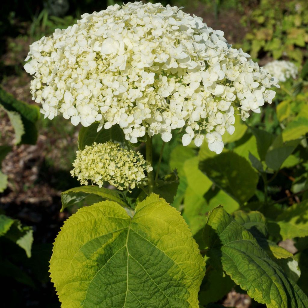 Hortensia - Hydrangea arborescens Golden Annabelle 