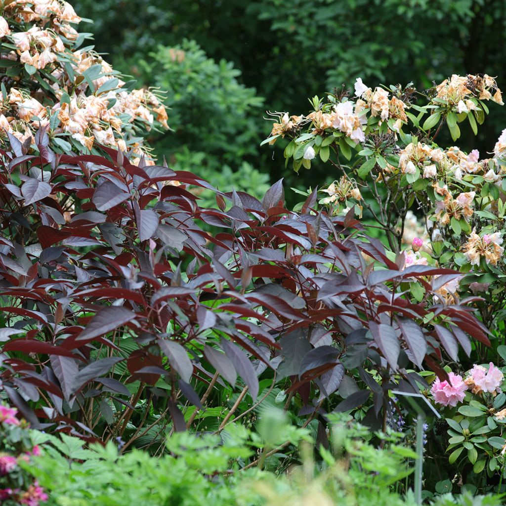 Hortensia aspera Hot Chocolate - Hydrangea