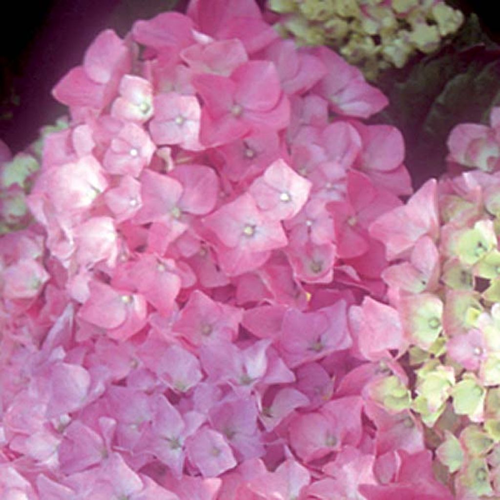 Hortensia - Hydrangea macrophylla Bodense