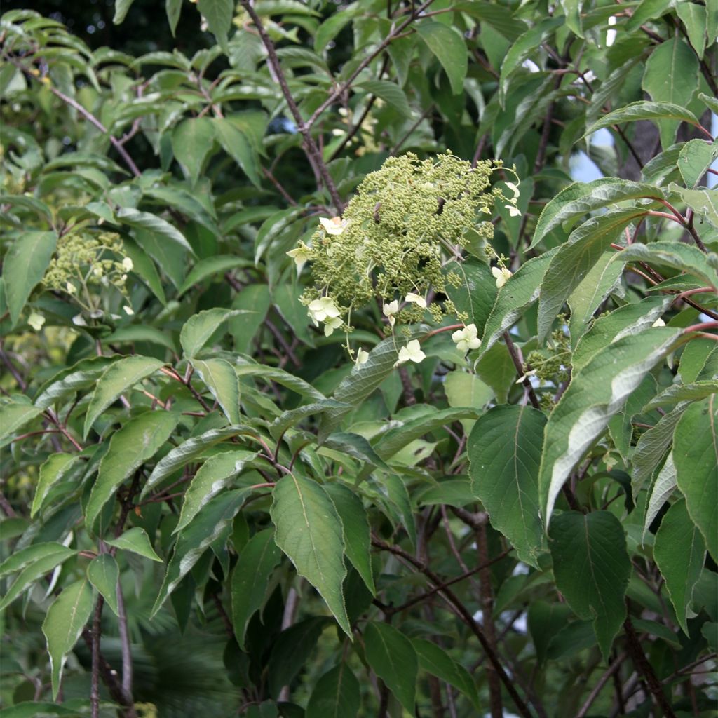 Hydrangea heteromalla Bretschneideri