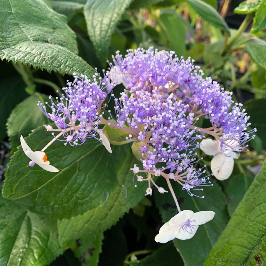 Hortensia - Hydrangea involucrata Late Love