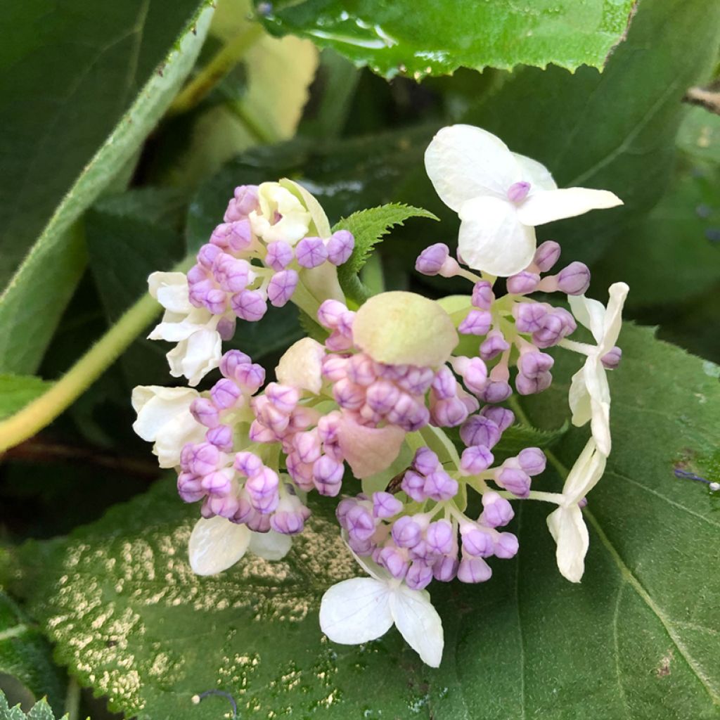 Hortensia - Hydrangea involucrata Late Love