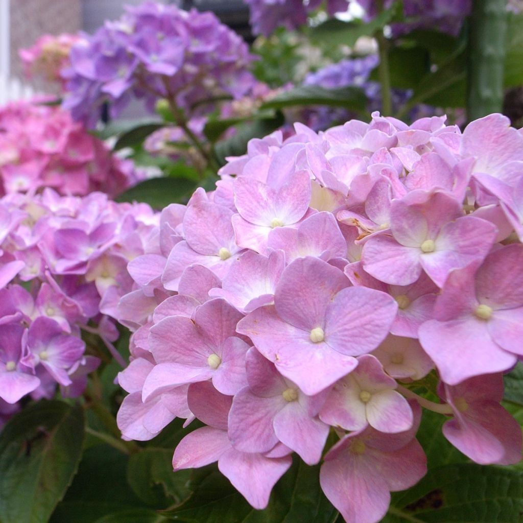 Hortensia - Hydrangea macrophylla Bela