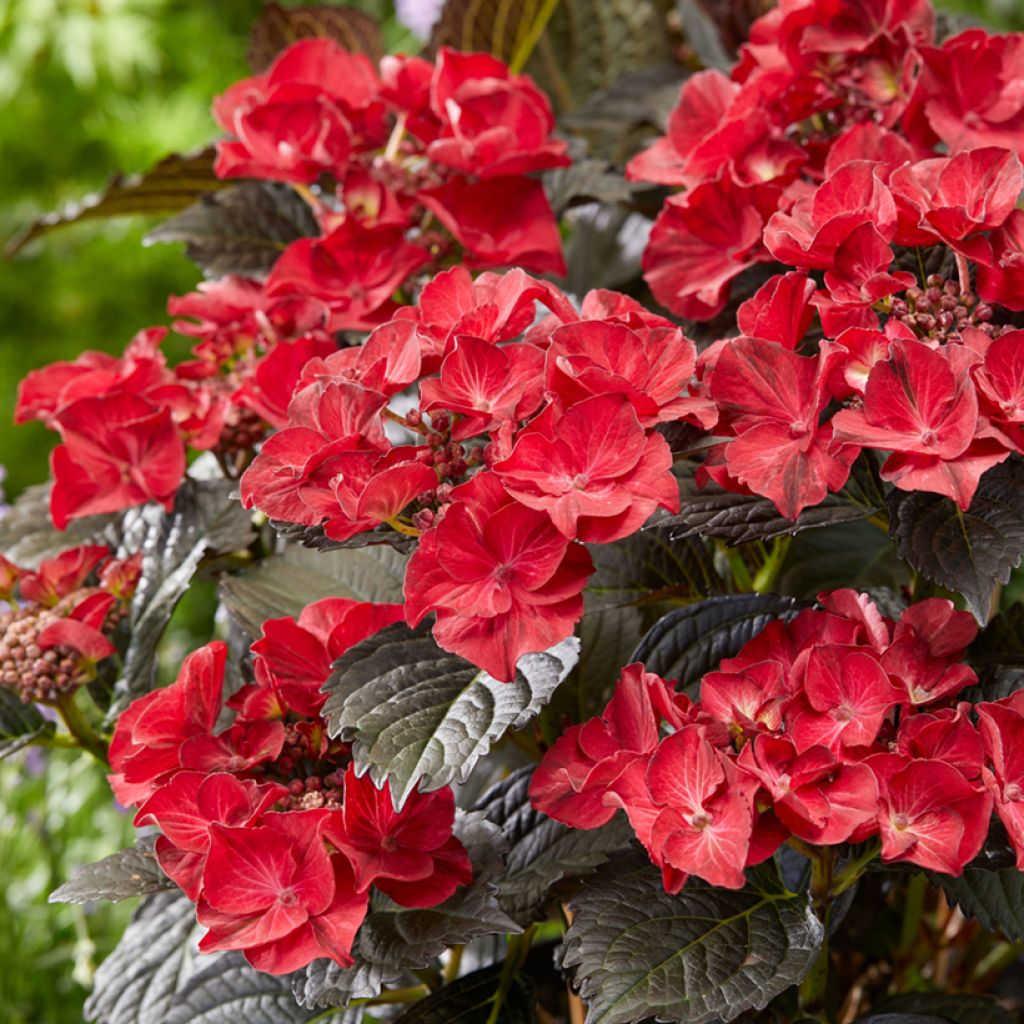 Hortensia - Hydrangea macrophylla x serrata After Midnight