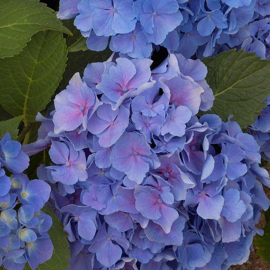 Hortensia - Hydrangea macrophylla Benelux (bleu)