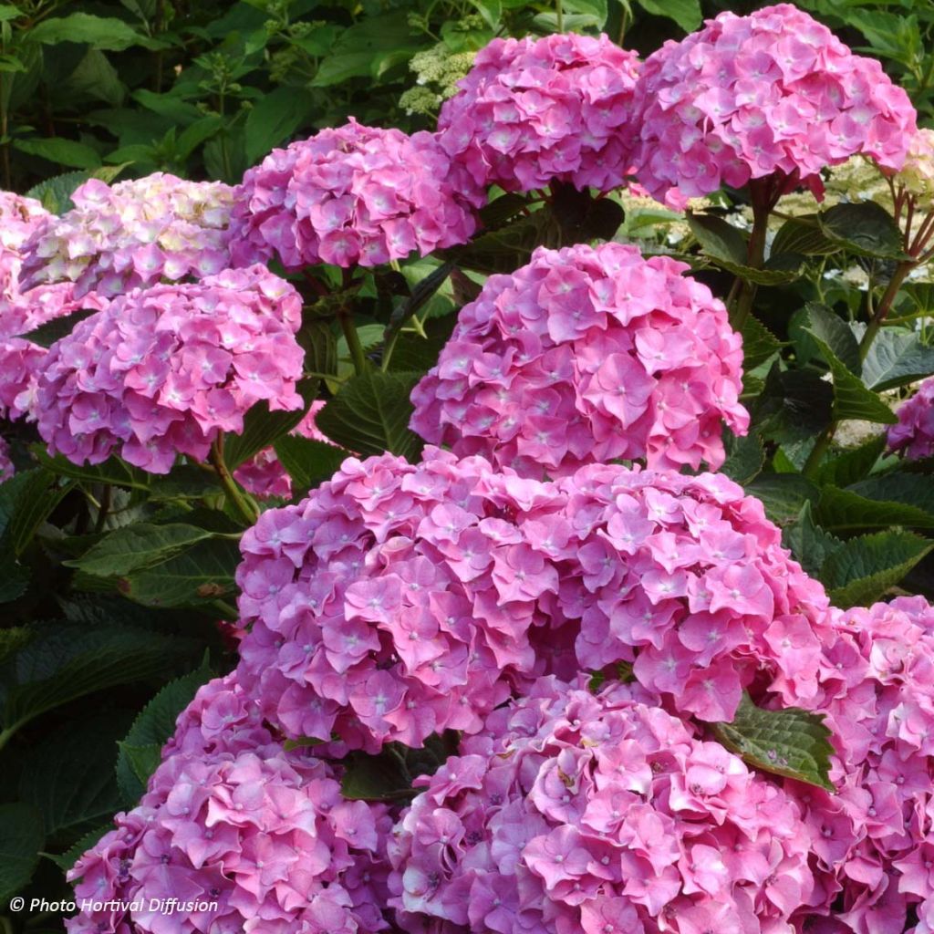 Hortensia - Hydrangea macrophylla Benelux (rose)