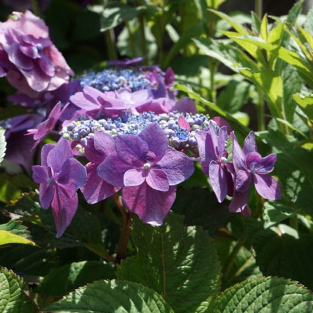 Hortensia Hydrangea macrophylla Flair & Flavours Blackberry Pie