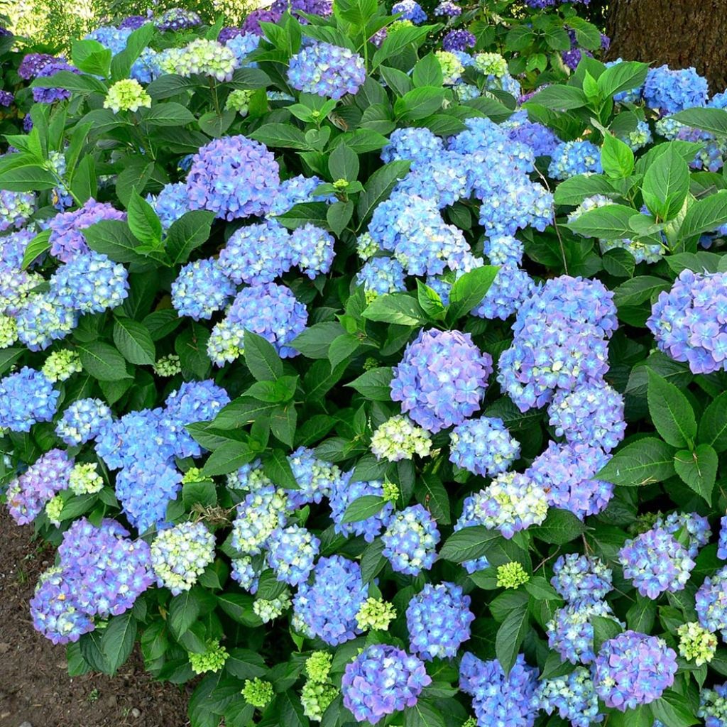 Hortensia - Hydrangea macrophylla Blauer Prinz