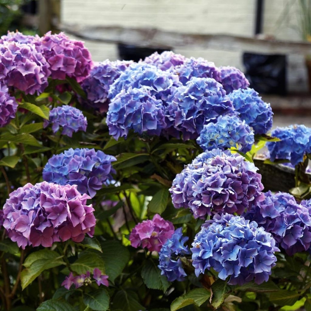 Hortensia macrophylla Blauer Zwerg - Hydrangea