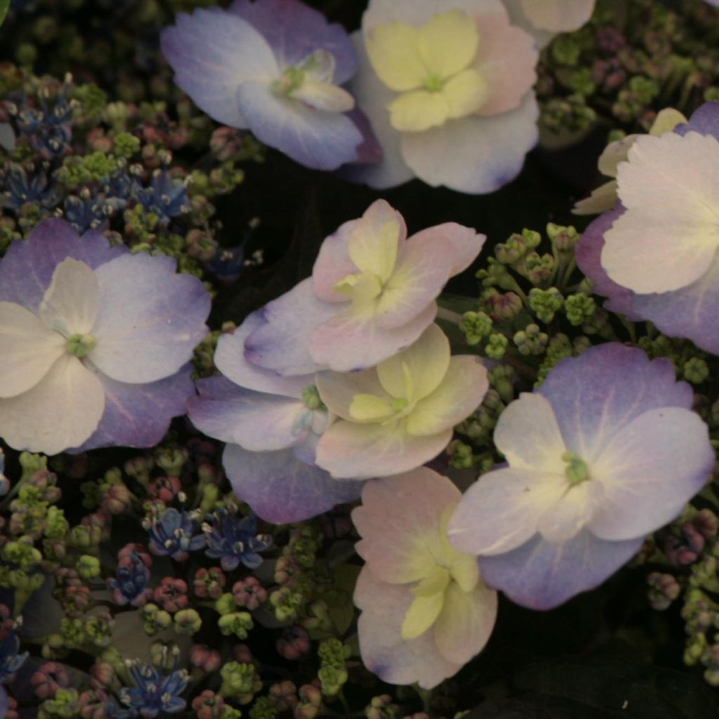 Hortensia - Hydrangea macrophylla Blueberry Cheesecake