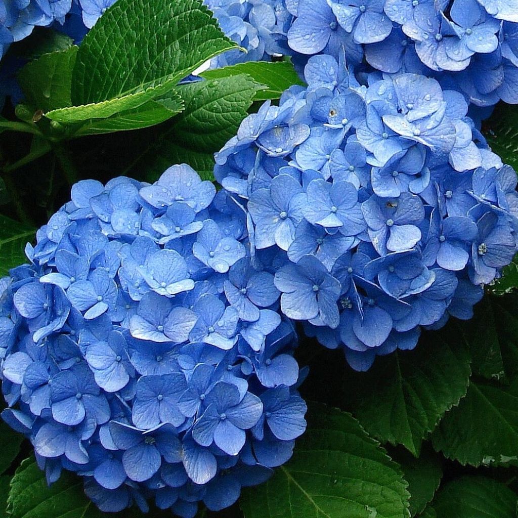 Hortensia - Hydrangea macrophylla Deutschland