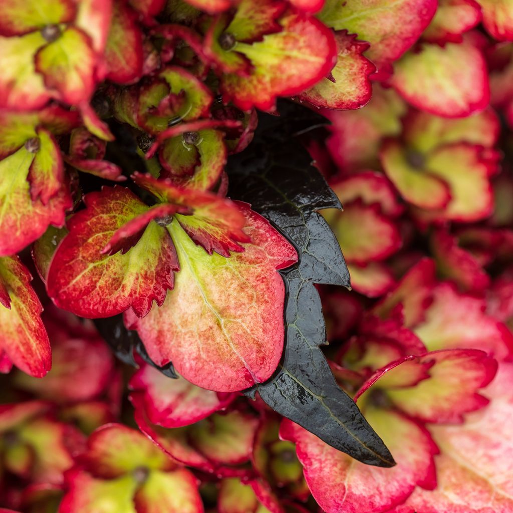 Hortensia macrophylla Eclipse - Hydrangea