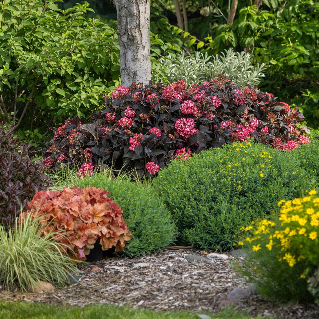 Hortensia macrophylla Eclipse - Hydrangea