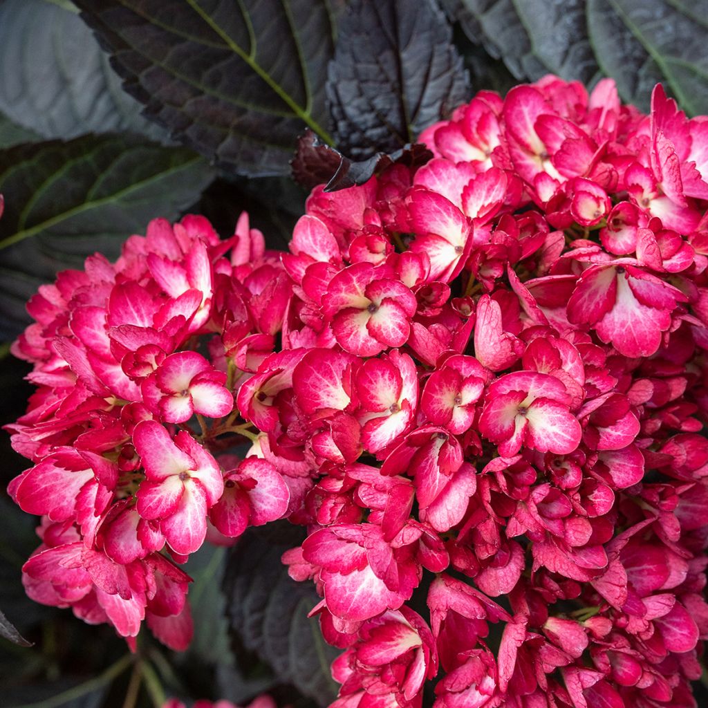 Hortensia macrophylla Eclipse - Hydrangea