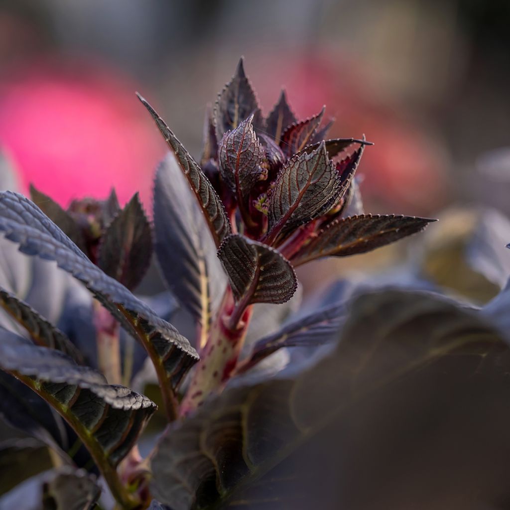 Hortensia macrophylla Eclipse - Hydrangea