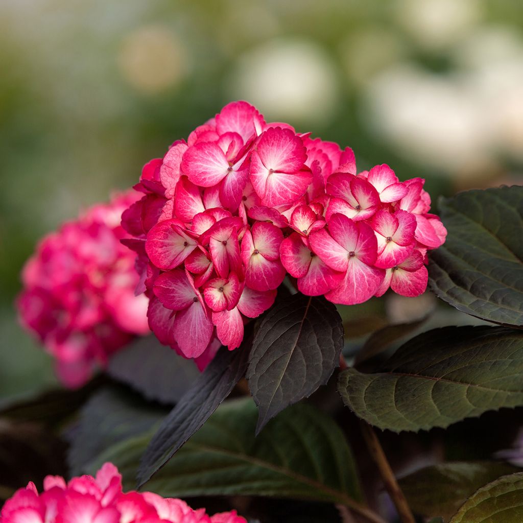 Hortensia macrophylla Eclipse - Hydrangea