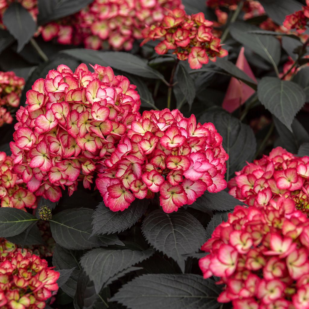 Hortensia macrophylla Eclipse - Hydrangea