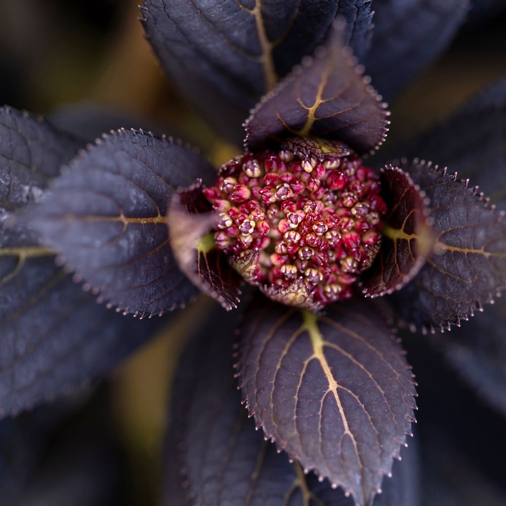 Hortensia macrophylla Eclipse - Hydrangea