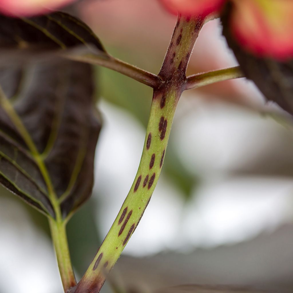 Hortensia macrophylla Eclipse - Hydrangea