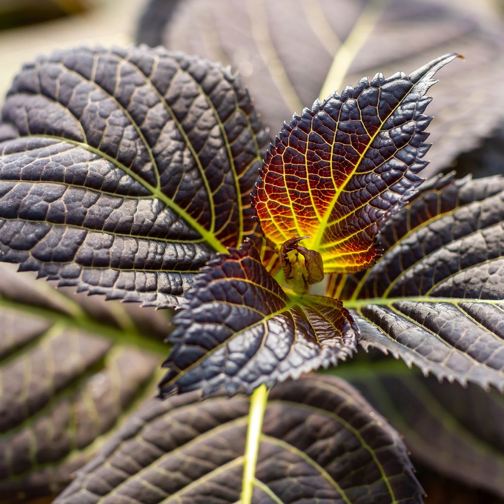 Hortensia macrophylla Eclipse - Hydrangea