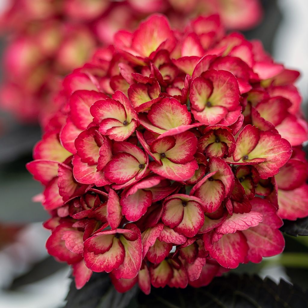 Hortensia macrophylla Eclipse - Hydrangea