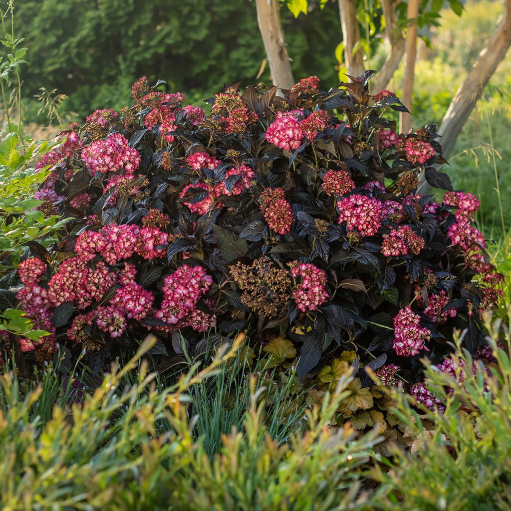 Hortensia macrophylla Eclipse - Hydrangea