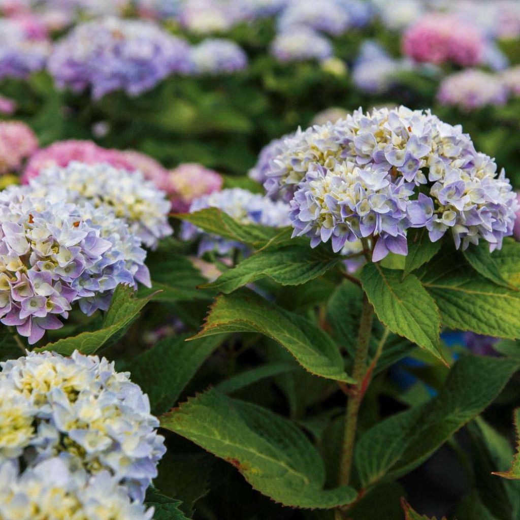 Hortensia - Hydrangea macrophylla Endless Summer The Original (bleu)