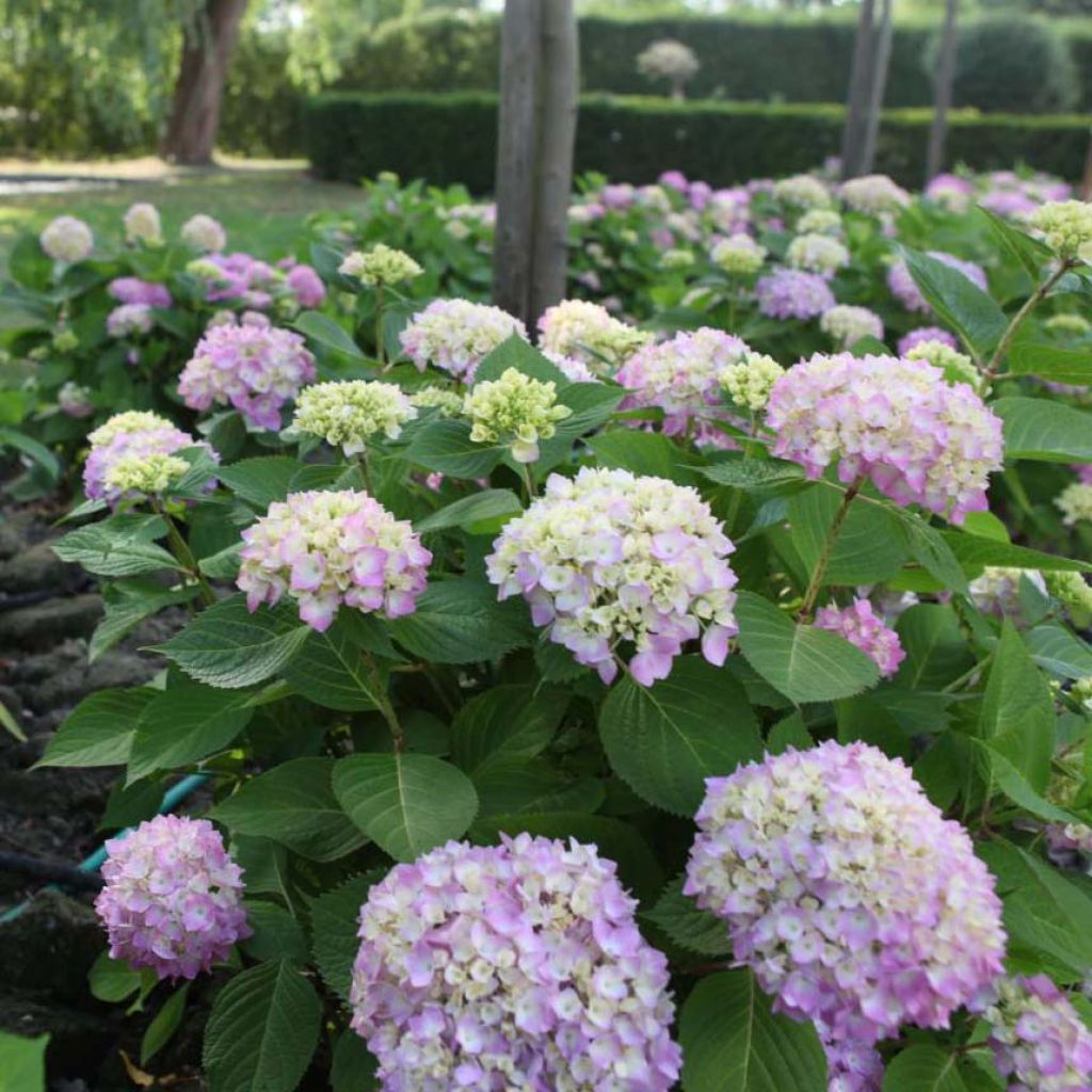 Hortensia - Hydrangea macrophylla Endless Summer The Original (rose)