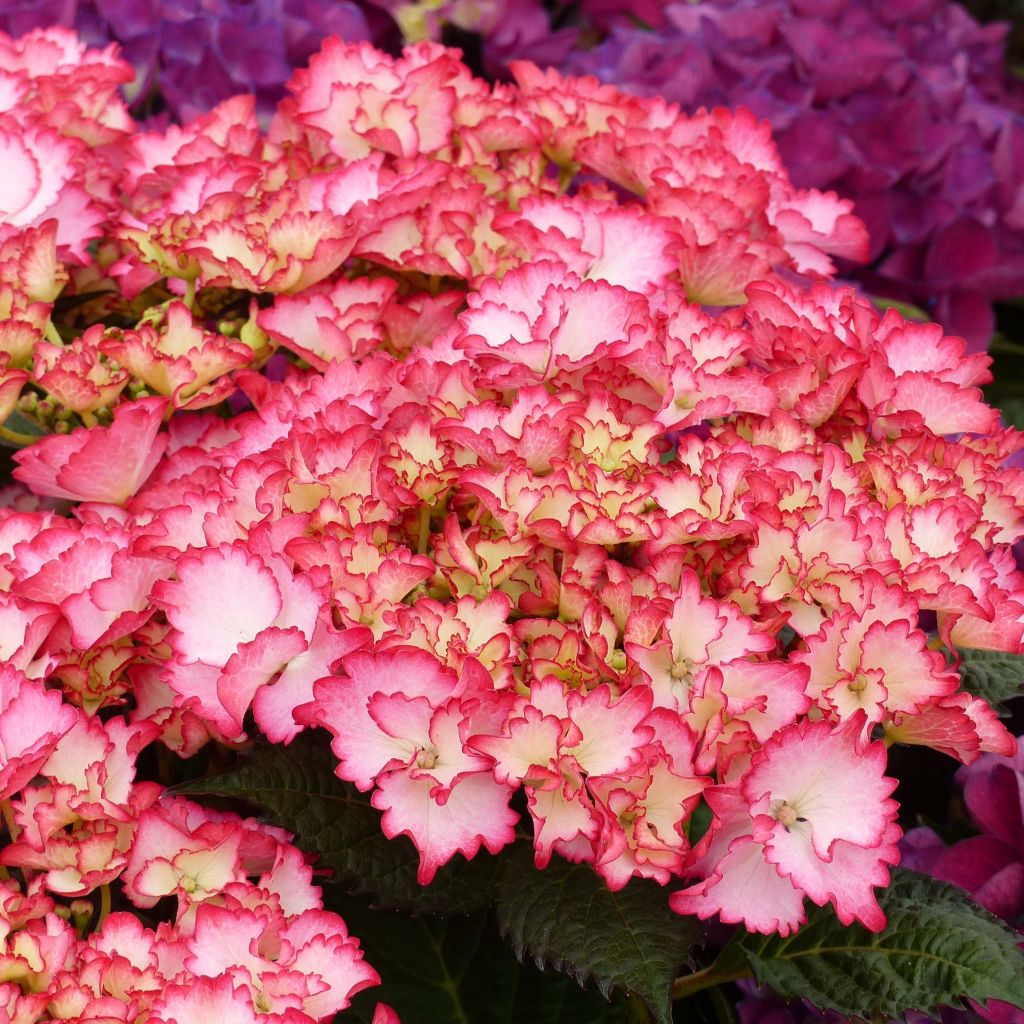 Hortensia - Hydrangea macrophylla French Cancan®