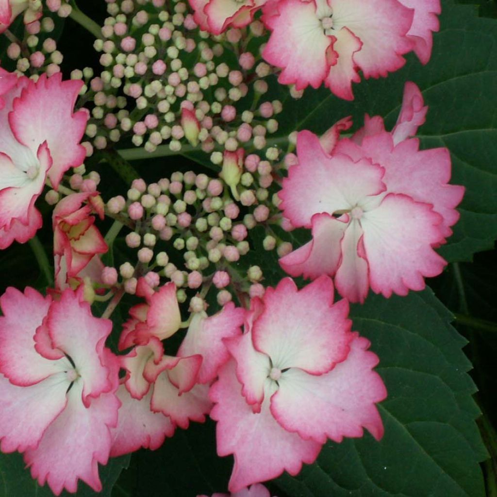 Hortensia - Hydrangea macrophylla French Cancan®