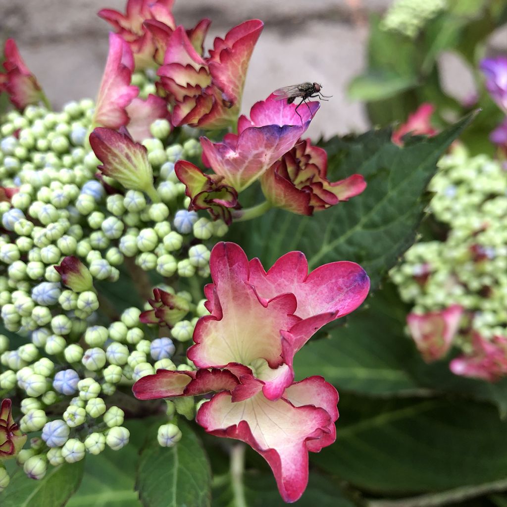 Hortensia - Hydrangea macrophylla French Cancan