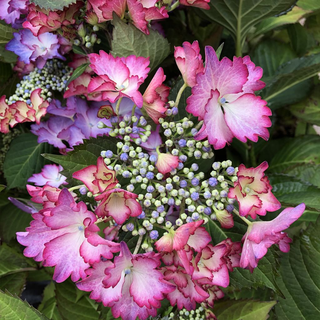 Hortensia - Hydrangea macrophylla French Cancan