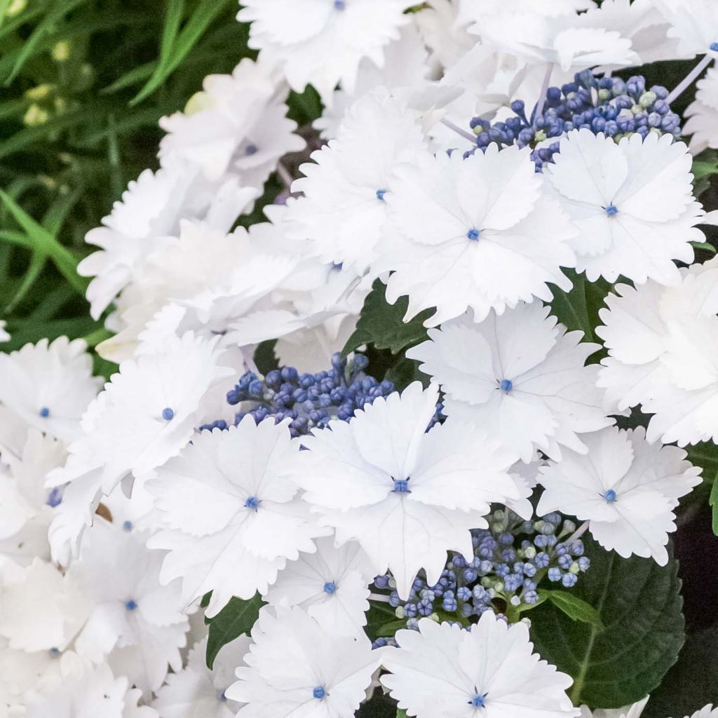 Hydrangea macrophylla Koria - Hortensia