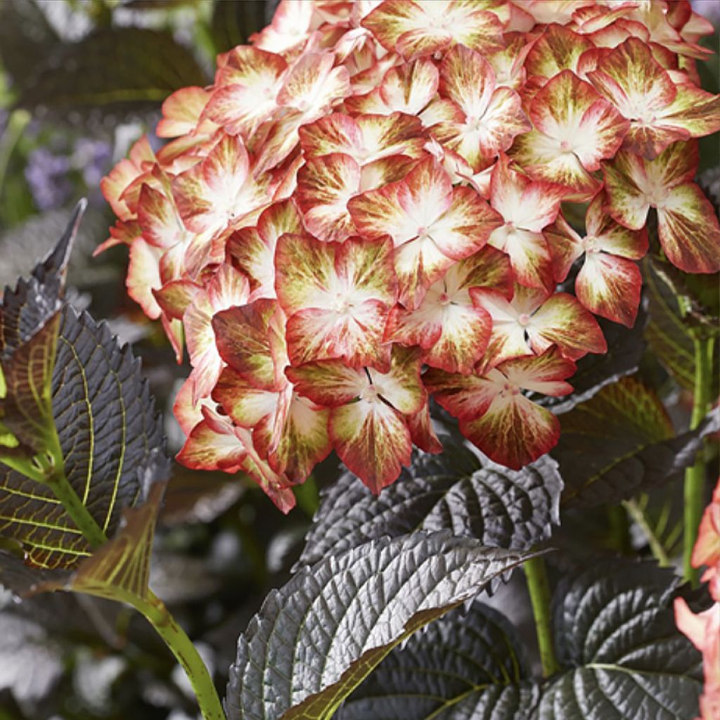 Hortensia macrophylla Light My Fire - Hydrangea