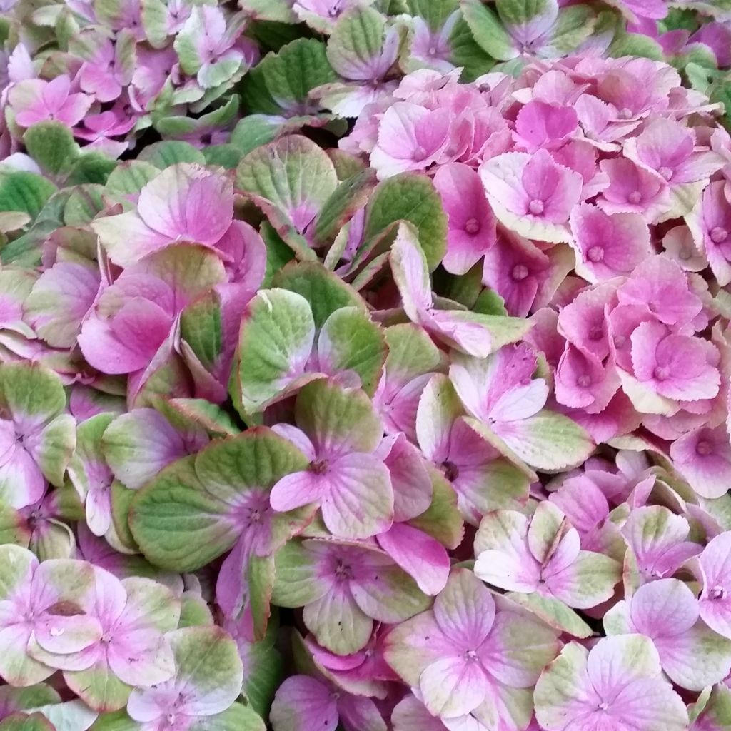 Hortensia - Hydrangea macrophylla Magical Amethyst