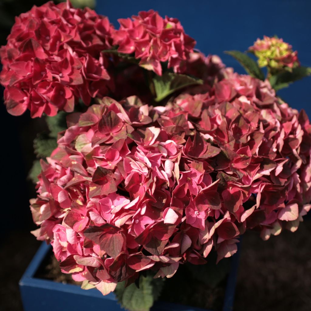 Hortensia - Hydrangea macrophylla Magical Crimson