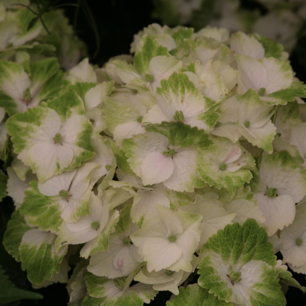 Hortensia  - Hydrangea macrophylla Magical Noblesse